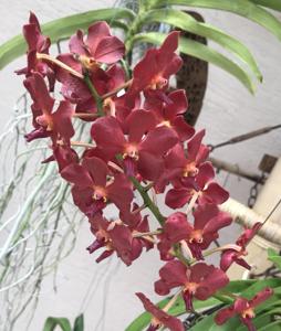 Vanda Tavivat