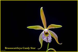 Brassocattleya Candy Star