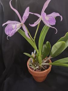 Brassanthe Maikai