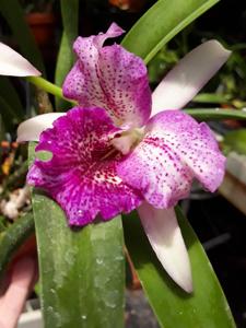 Brassocatanthe Empress Worsley