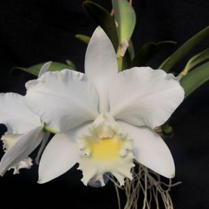 Cattleya Clark Herman