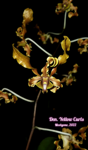<i>Dendrobium</i> Yellow Curls