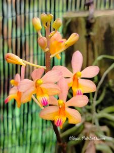 Vandaenopsis Pulcherrimin