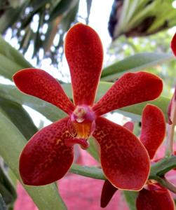 Renantanda Yuthayong Beauty