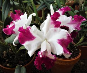 Cattleya Gila Wilderness