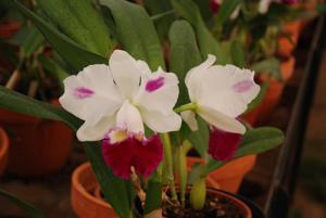 Cattleya Gila Wilderness