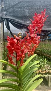 <i>Aranda</i> Dear Heart