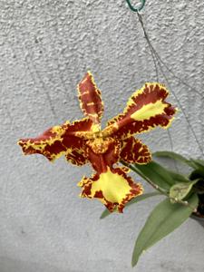 Psychopsis Mariposa