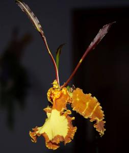 Psychopsis Mariposa