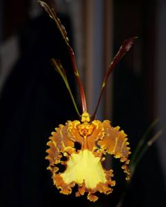 Psychopsis Mariposa