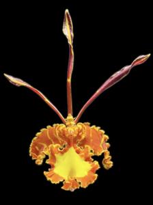 Psychopsis Mariposa