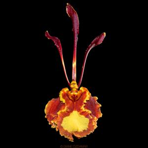 Psychopsis Mariposa