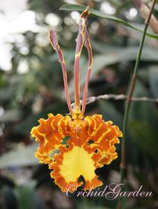 Psychopsis Mariposa