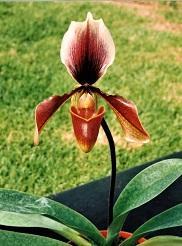 Paphiopedilum King Arthur