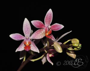 <i>Phalaenopsis</i> Little Sister