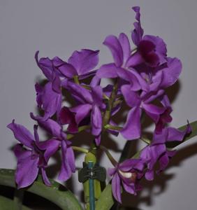 Brassocattleya Little Suzie