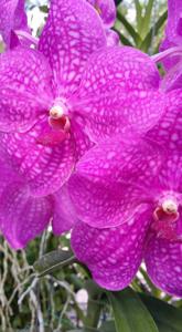 Vanda Siriporn Pink