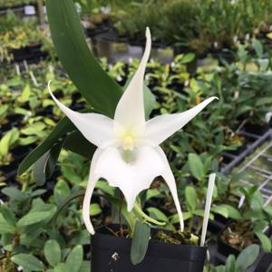 Angranthes Grandalena