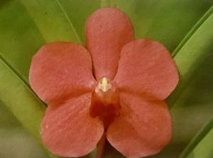 <i>Papilionanda</i> Robert Corbett