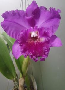 Rhyncholaeliocattleya Dorcille Little