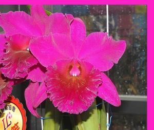 Rhyncholaeliocattleya Ohkami