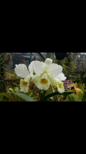 Cattleya Arctic Star