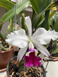 Cattleya Carmen