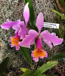 Cattleya Fabia (1894)