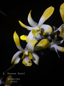 Dendrobium Banana Royal