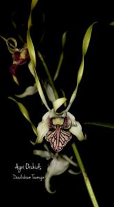 <i>Dendrobium</i> Tenmujin