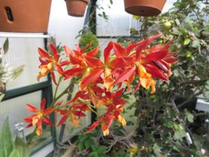 <i>Guaricyclia</i> Dora Tinschert