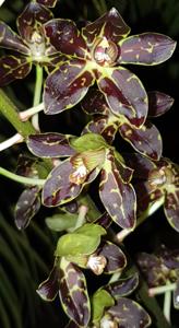 Grammatophyllum Tiger's Paw