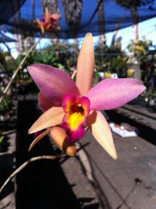 Laeliocattleya Santa Barbara Sunset