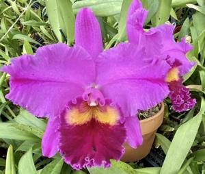 Cattleya Roy Haussermann