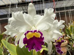 Cattleya Sheila Lauterbach