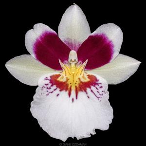 Miltoniopsis Lycaena