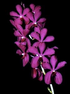 <i>Aranda</i> Mak Chin On