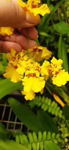 Oncidesa Gower Ramsey