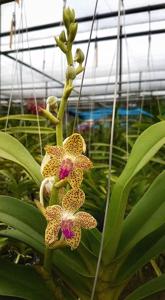 <i>Rhynchonopsis</i> Lanna Thai