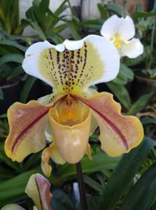 <i>Paphiopedilum</i> Lunar World
