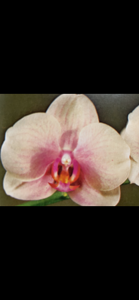 <i>Phalaenopsis</i> Beach Violet