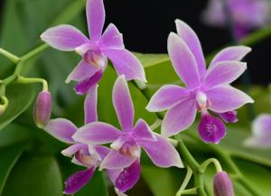 <i>Phalaenopsis</i> Borobudur