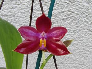 Phalaenopsis Crimson Cherub