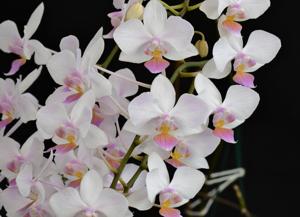 <i>Phalaenopsis</i> Hebe