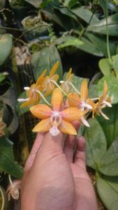 Phalaenopsis Schillambo