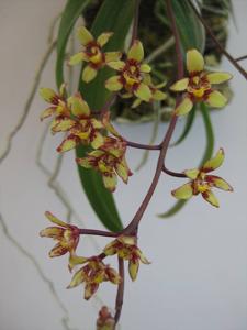 Plectochilus Richard Jost