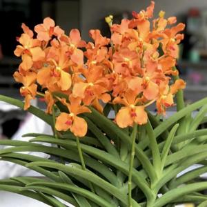 Mayara Mandai Sunlight