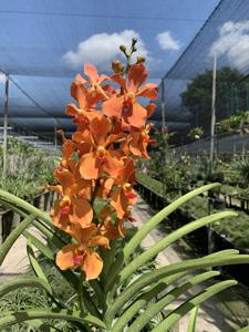 Mayara Mandai Sunlight