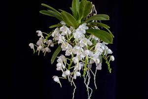 Amesilabium Snow Gem