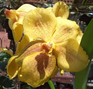 Vanda Gulf of Siam